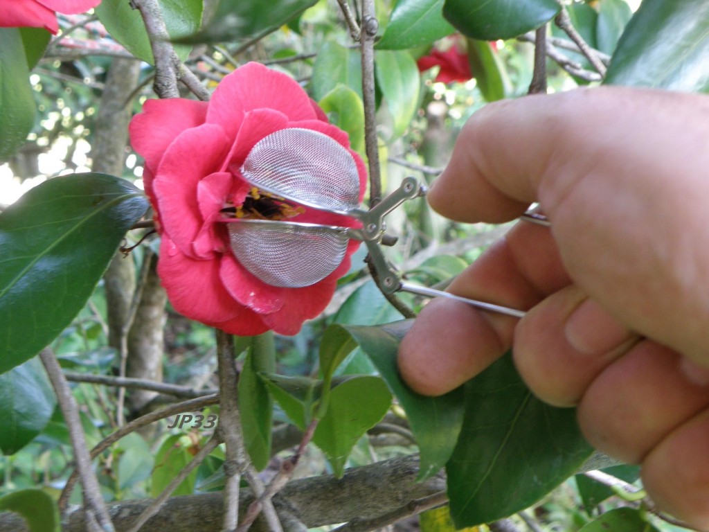 Quand la femelle fondatrice de frelon asiatique suce le nectar au fond de la fleur de camélia, elle ne voit pas ce qui se prépare derrière elle. étape 2 capture