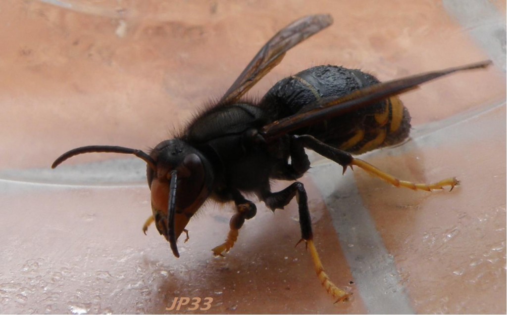 Femelle fondatrice "vespa velutina" : face orange, thorax noir, pattes noires avec dernière partie jaune.