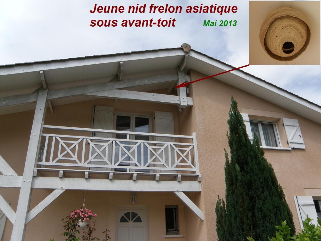 Un nid primaire de frelon asiatique installé sous l'avant-toit d'une maison  d'architecture landaise.