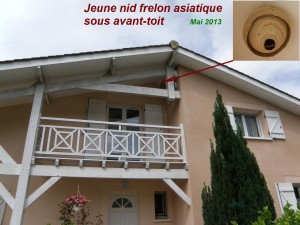 Nid primaire de frelon asiatique sous avant toit. Proximité dangereuse pour l'humain.