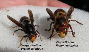 frelon asiatique et frelon européen de face