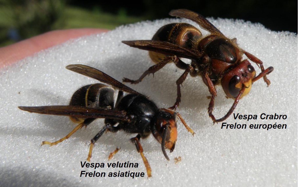 velutina et crabro sont différents