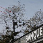 Un ancien nid de 2011 abandonné accompagné d'un nouveau nid en 2012 actif sur le même accacia.