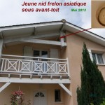 Nid primaire de frelon asiatique sous avant toit landais à Saint Aubin Médoc - Gironde