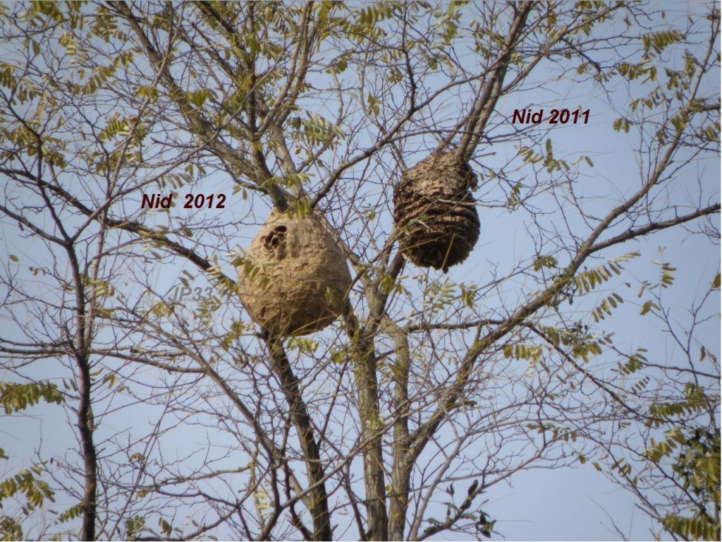 Nids2011-2012
