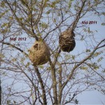 Nids2011-2012