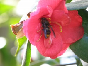 Cette fleur de camélia à fleur simple, floraison en février mars, est très riche en nectar. A leur sortie d'hibernation, les femelles de frelon asiatique y trouvent l'énergie des rares sucres disponibles à cette époque de l'année .  