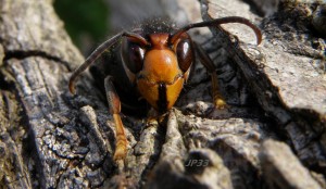 Au sortir de l'hiver, dès que les températures atteignent 13°Celsius, les femelles fondatrices "vespa velutina nigrithorax" sortent de leur hibernation.