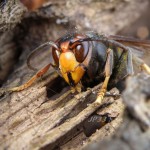 Sortie d'hibernation de Femelle fondatrice "vespa velutina" 