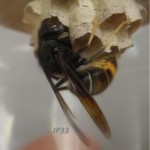 Corvée de nourrissage d'une Femelle fondatrice dans son nid primaire.