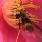 Ce mâle de frelon asiatique butine une fleur de camélia d'automne