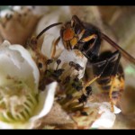Male dans fleur de Neflier du Japon
