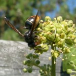 En automne, les frelons envahissent les lierres en fleur et butinent.